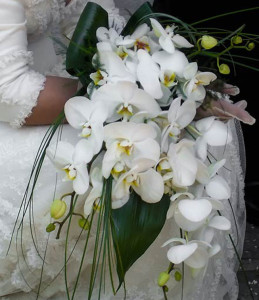 orchidea